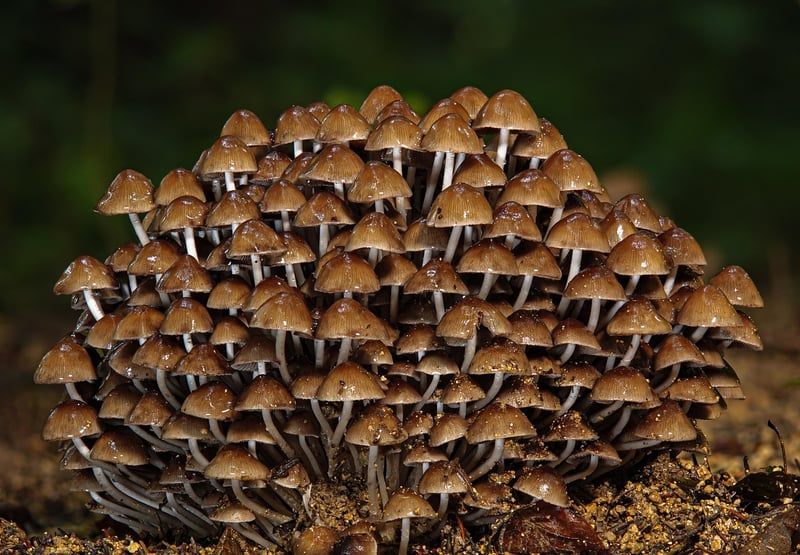 Forest Dining