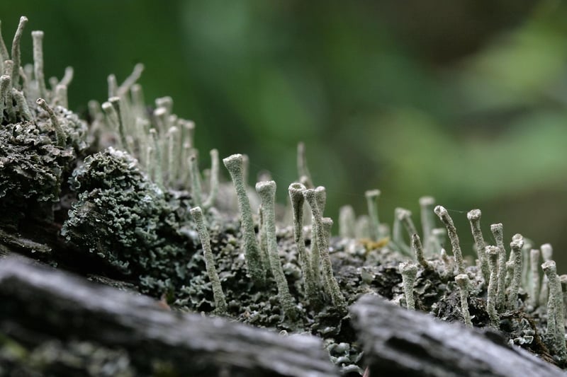Mossy Forest Floor